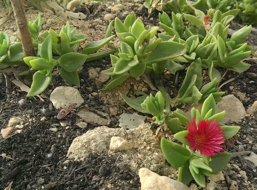 Aptenia lancifolia