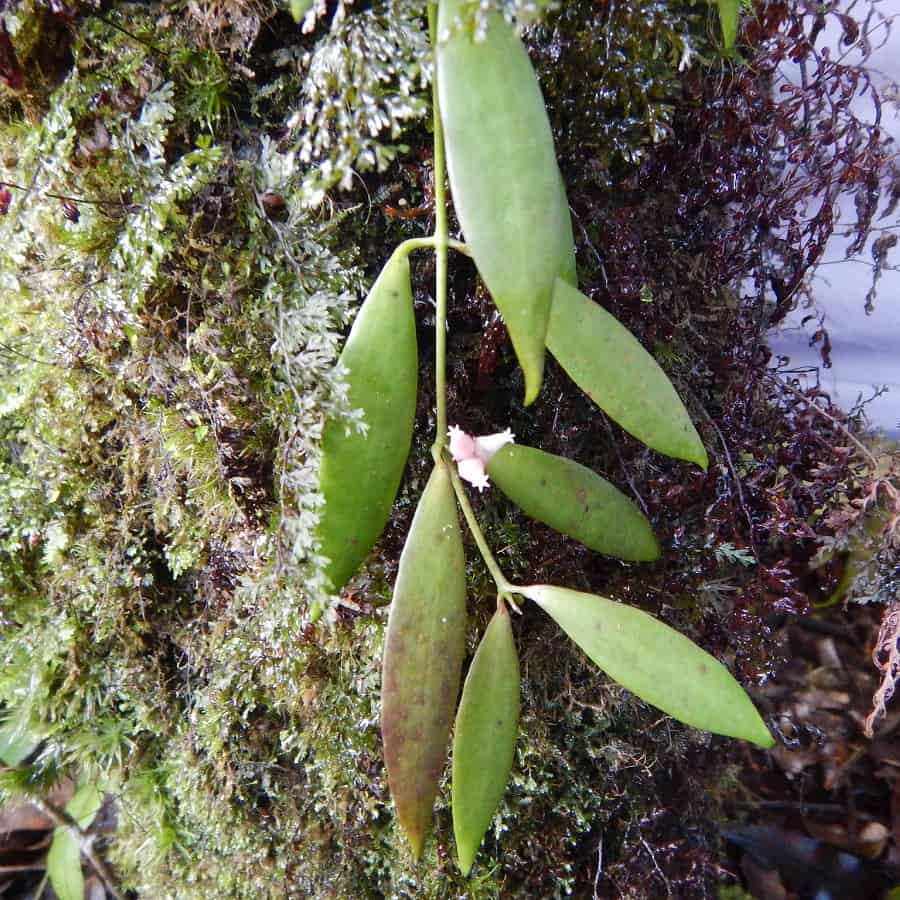 Dischidia angustifolia