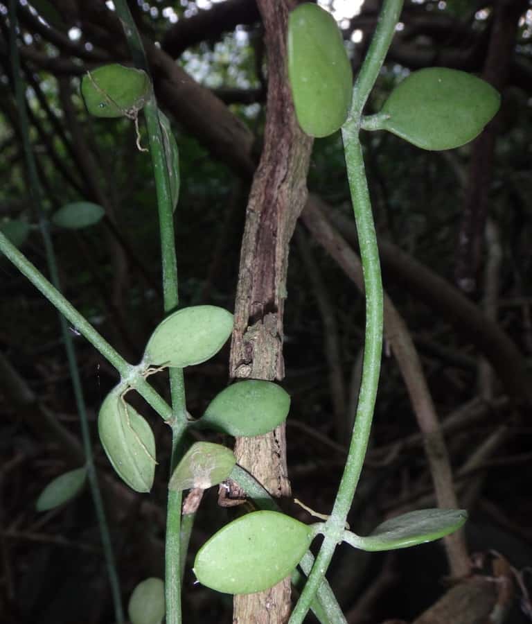 Dischidia chinensis