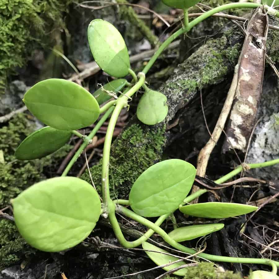 Dischidia puberula