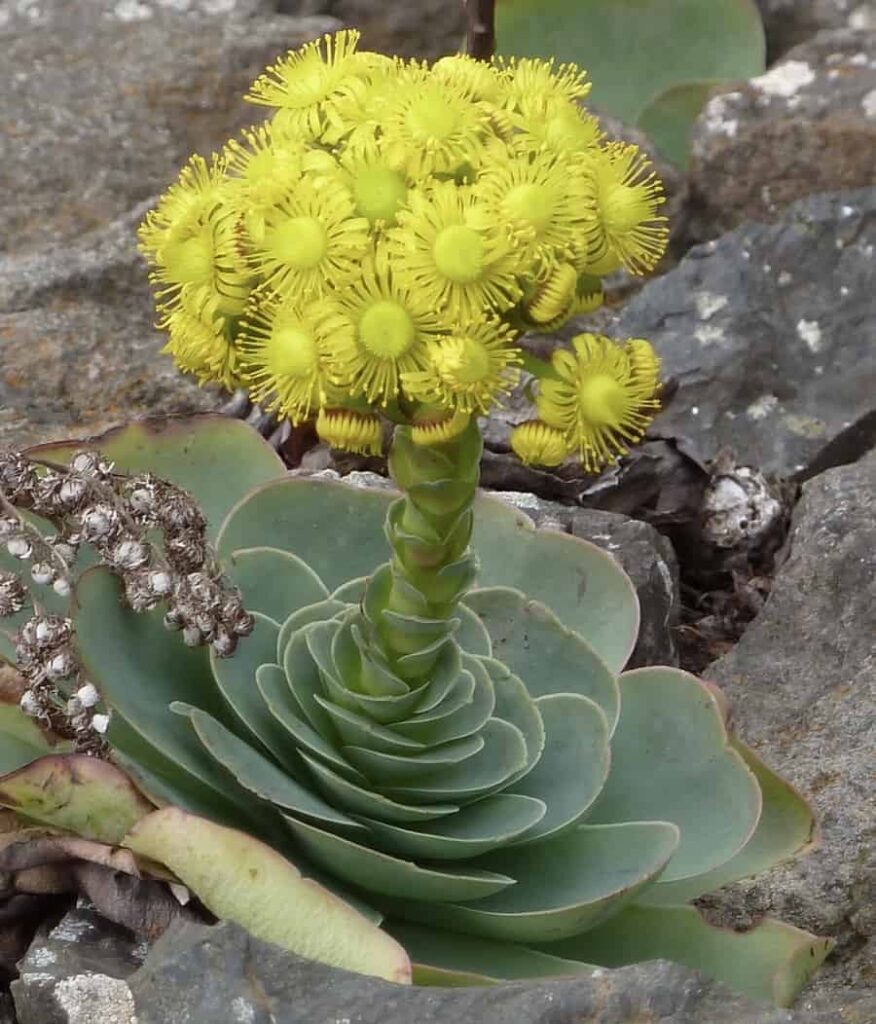 Greenovia aurea
