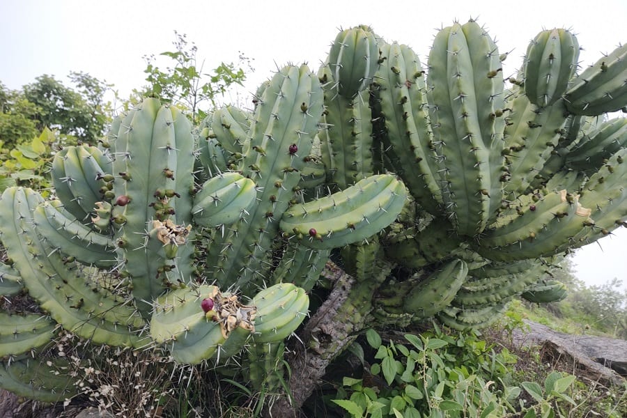 Myrtillocactus cochal
