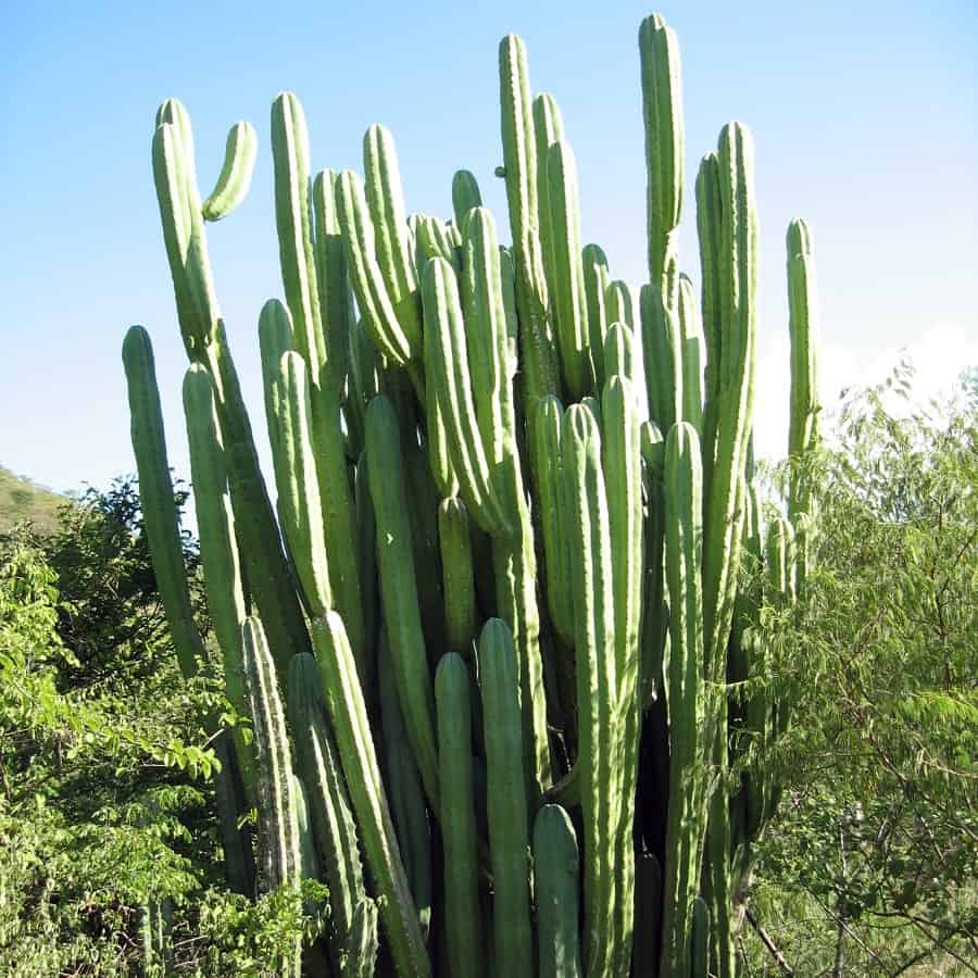 Myrtillocactus eichlamii