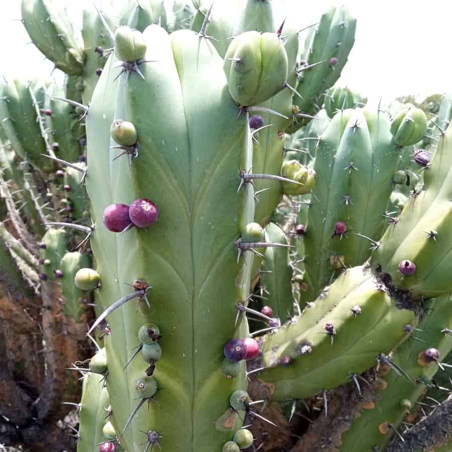 Myrtillocactus geometrizans