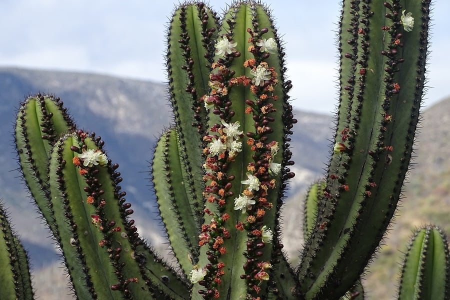 Myrtillocactus schenckii