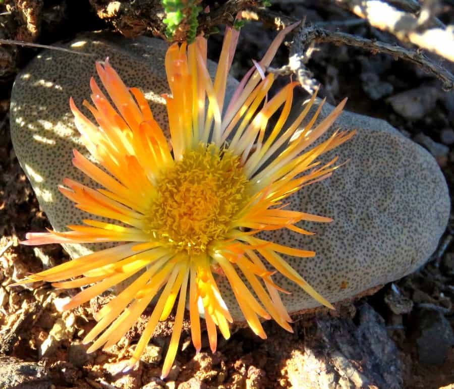 Pleiospilos bolusii