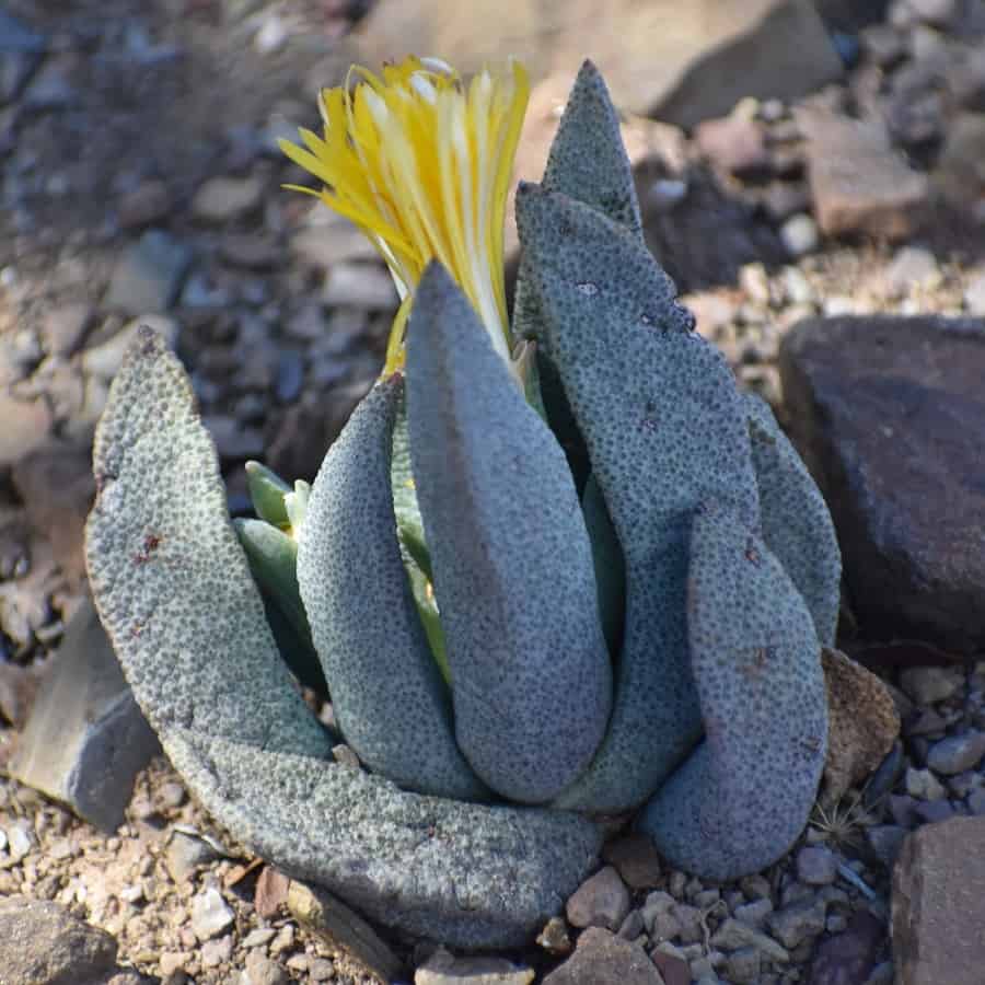 Pleiospilos compactus