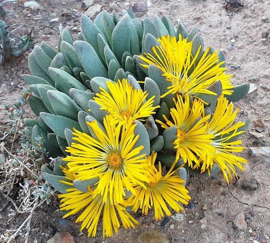 Pleiospilos compactus ssp canus