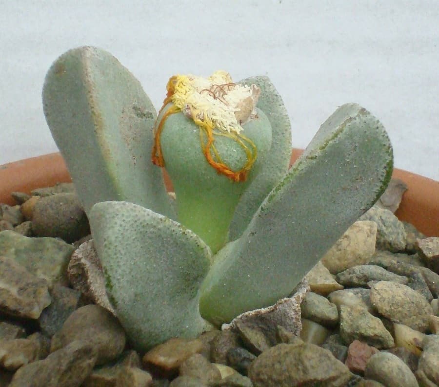Pleiospilos compactus ssp fergusoniae