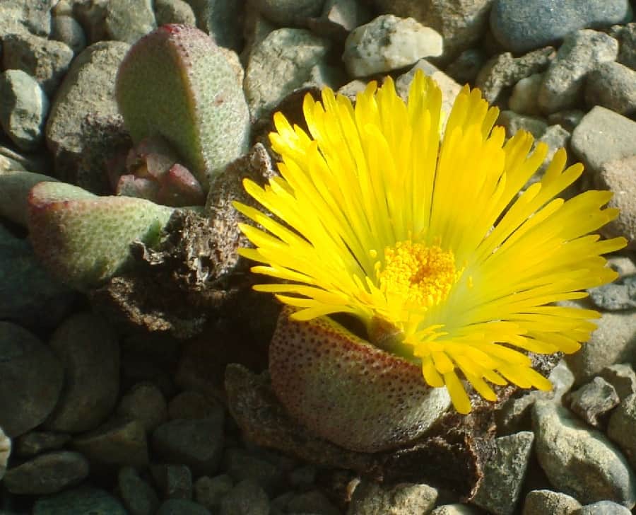 Pleiospilos compactus ssp minor