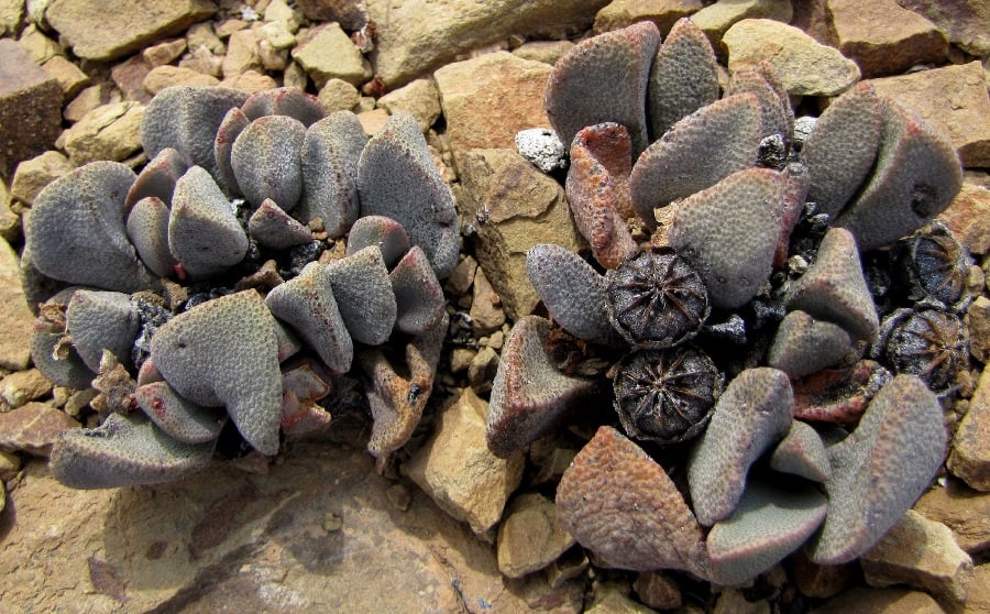 Pleiospilos compactus ssp sororius