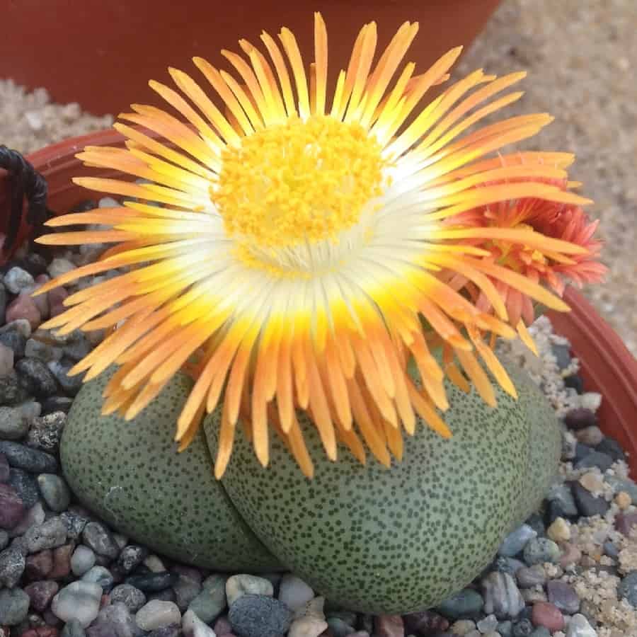 Pleiospilos nelii