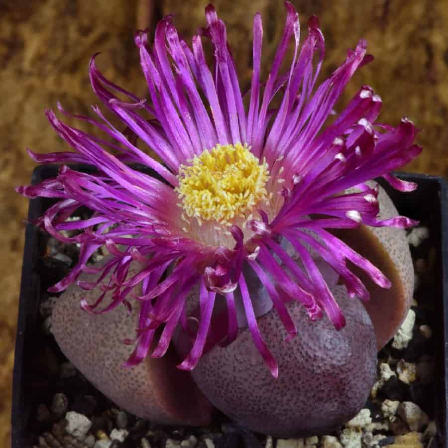 Pleiospilos nelii cv Royal Flush