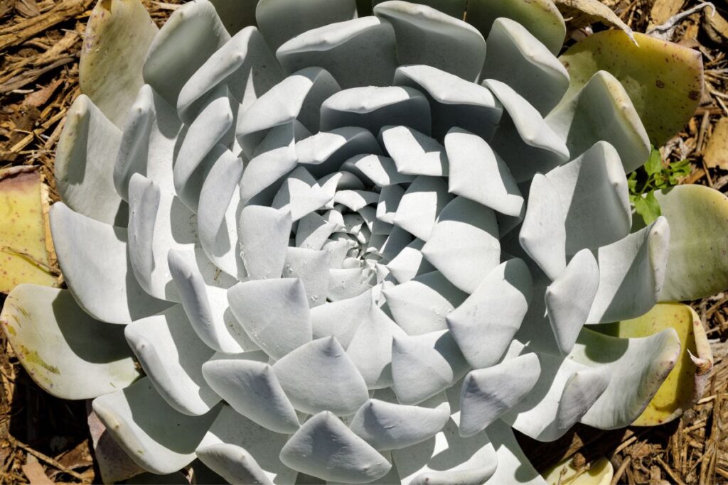 dudleya