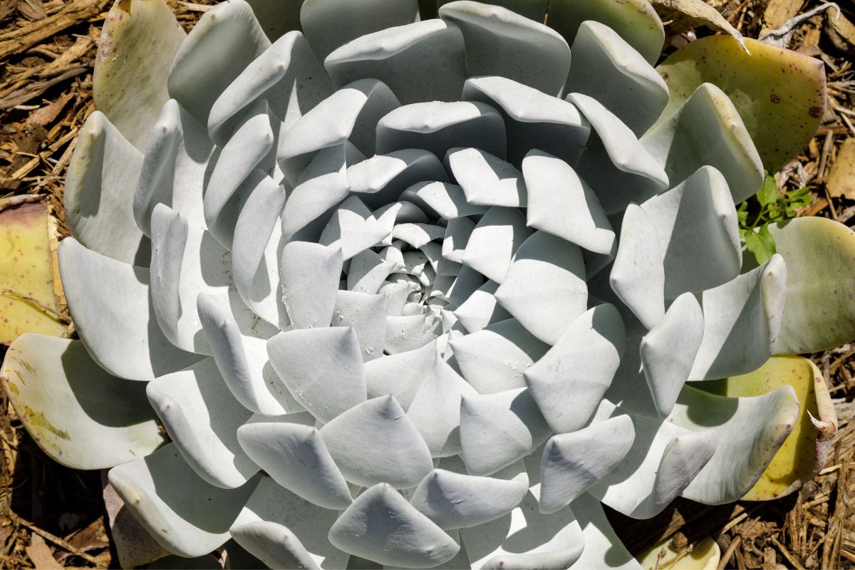 dudleya