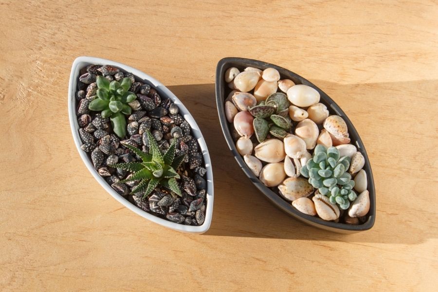 indoor succulent garden ideas