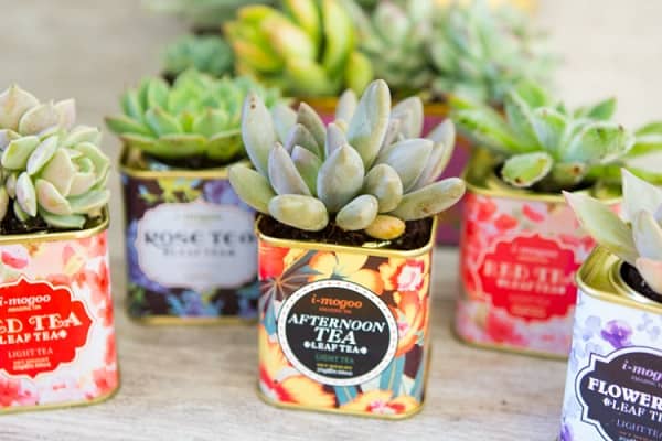 indoor succulent garden ideas
