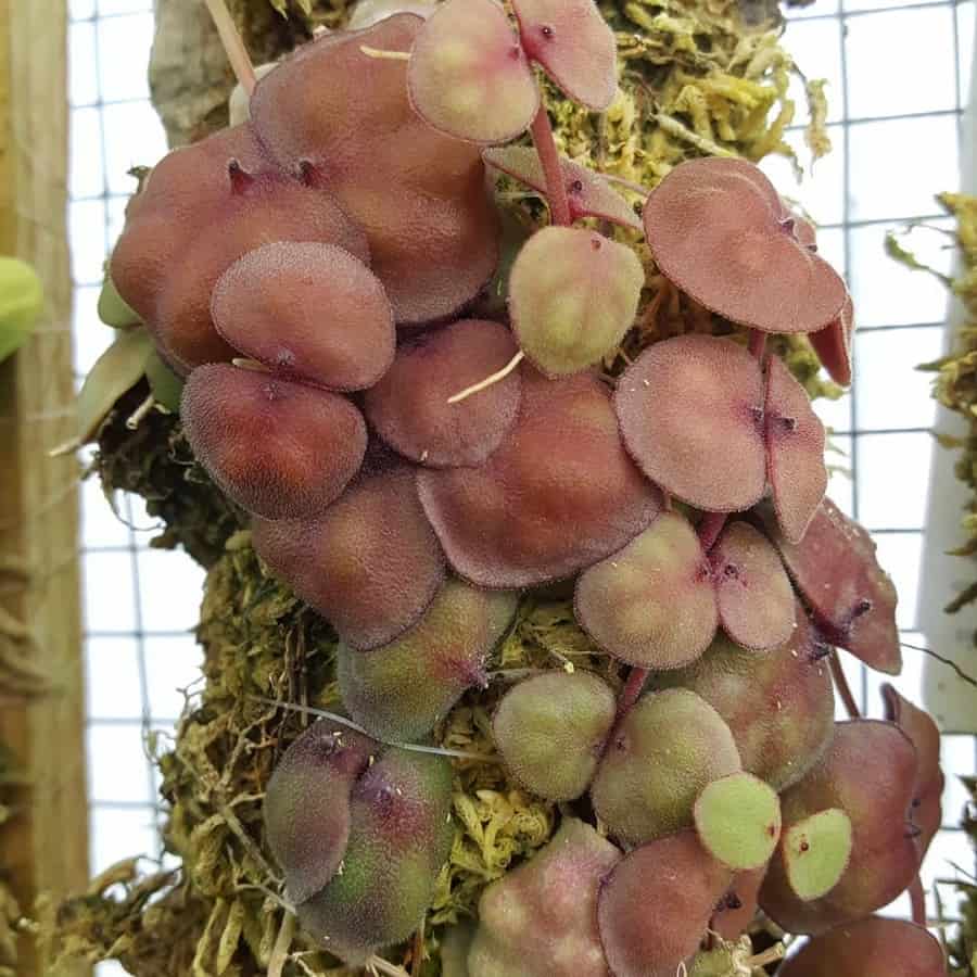 Dischidia astephana