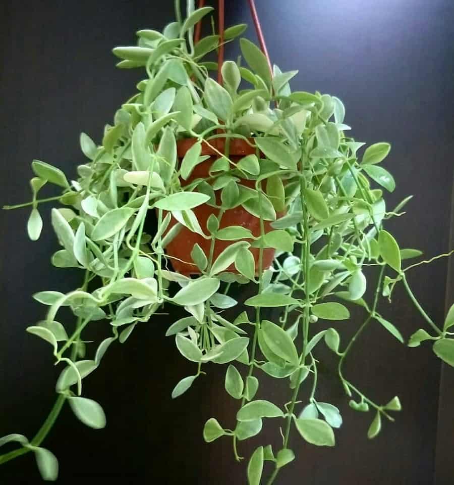 Dischidia bengalensis variegata