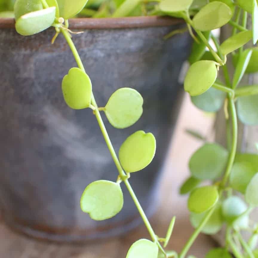 Dischidia formosana