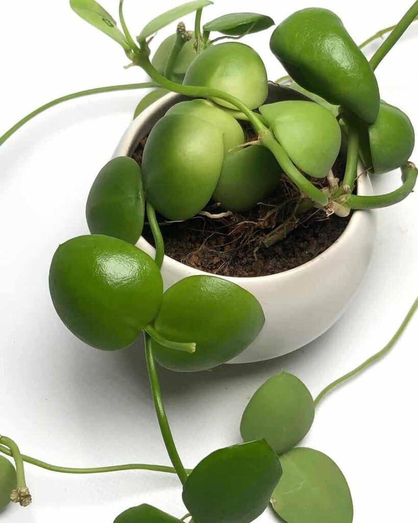 Dischidia imbricata