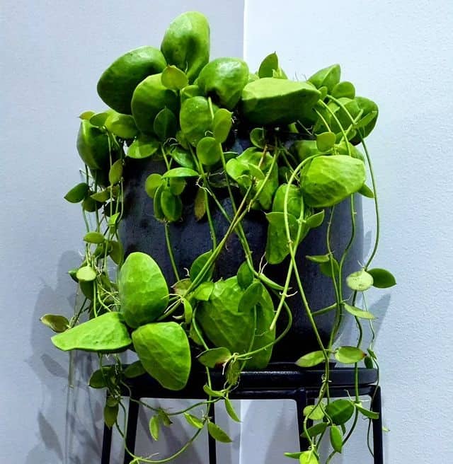 Dischidia major
