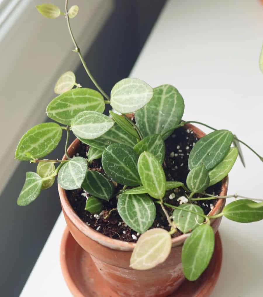 Dischidia ovata