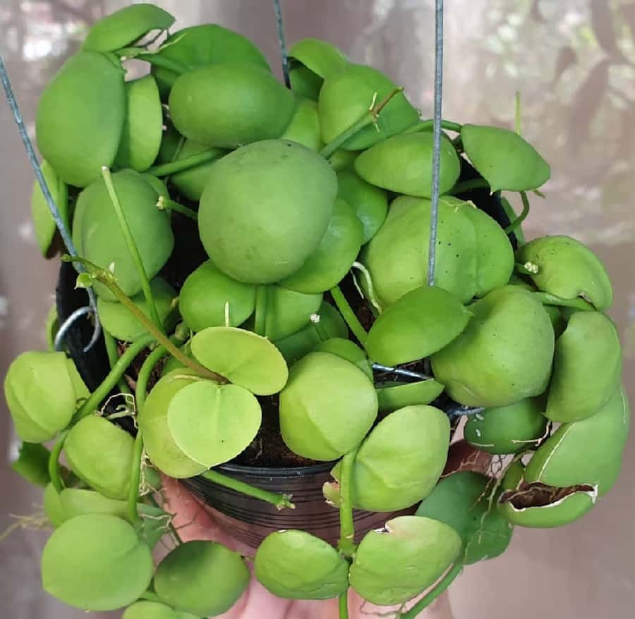 Dischidia pectenoides