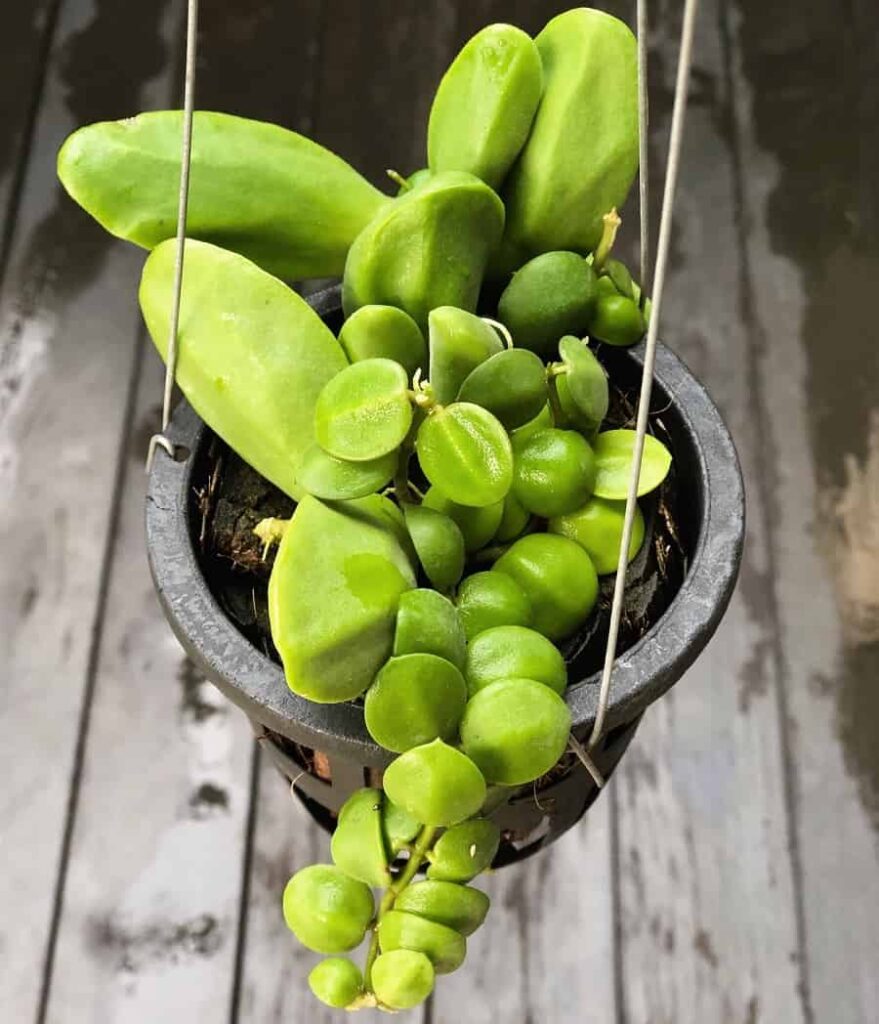 Dischidia rafflesiana