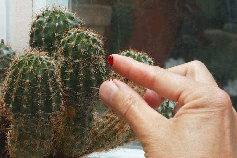 are cactus poisonous