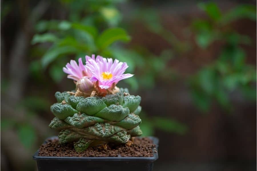 ariocarpus