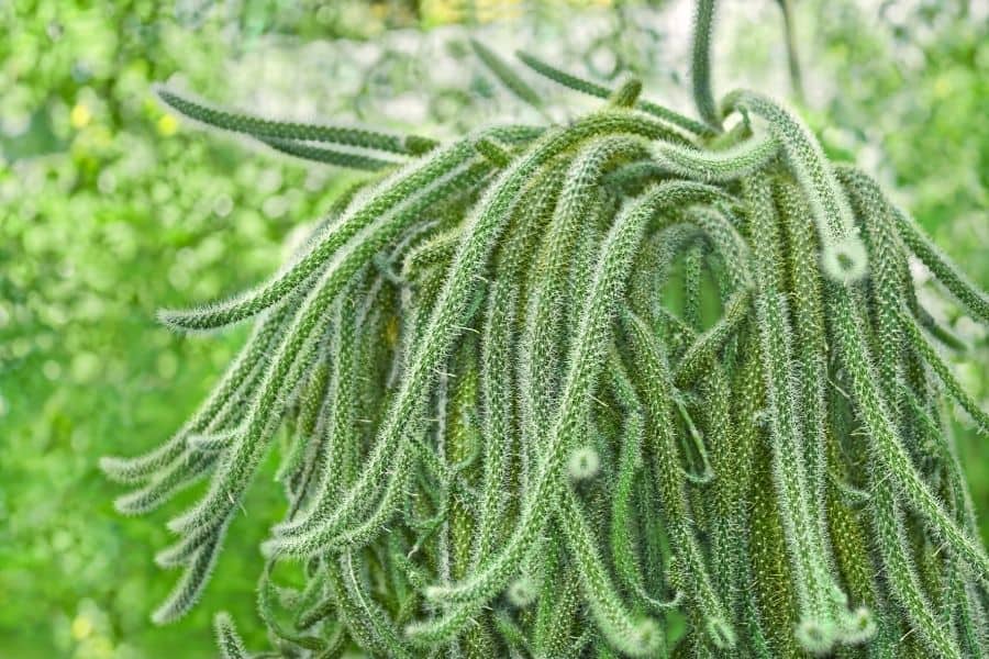 disocactus