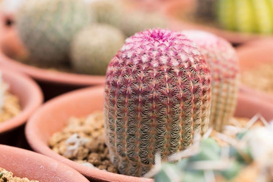 echinocereus