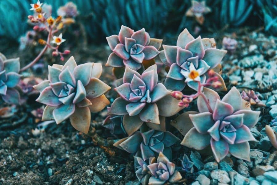 graptopetalum