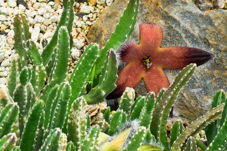 stapelia