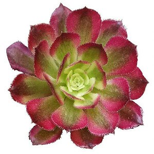 aeonium mardi gras