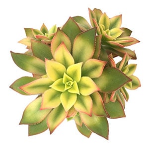 aeonium kiwi