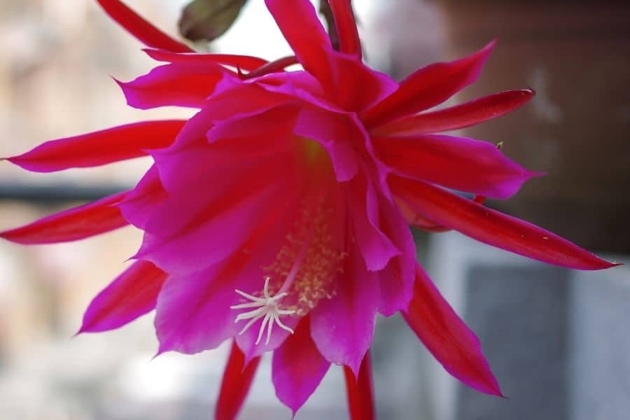Disocactus ackermannii