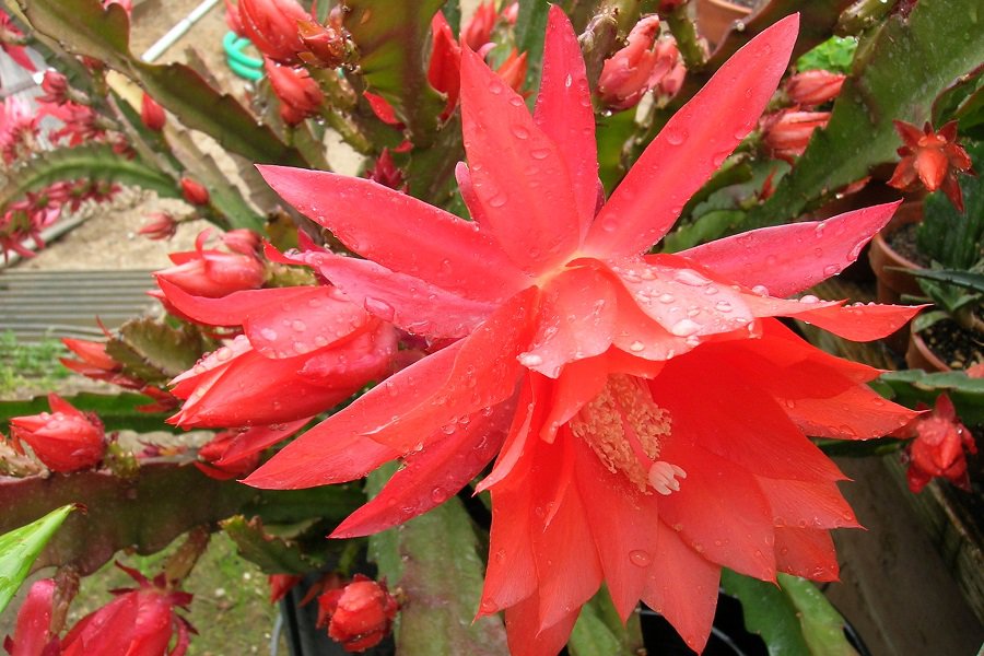 Disocactus ackermannii