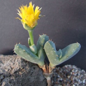 odontophorus marlothii