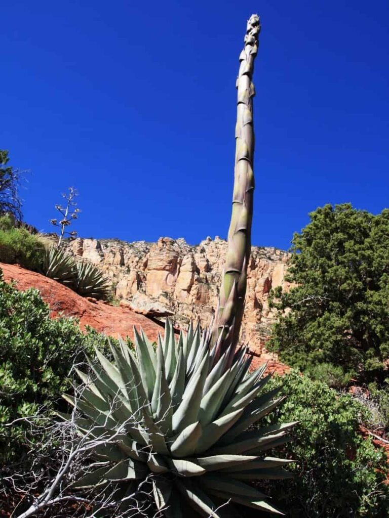 can you stop an agave from flowering