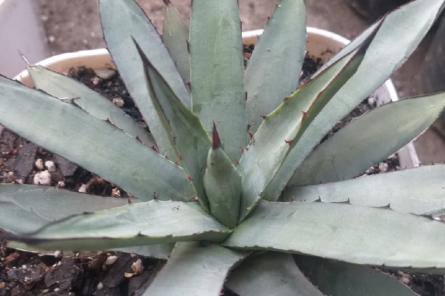Agave Blue Emperor