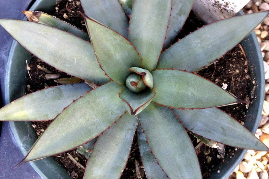 Agave Blue Emperor