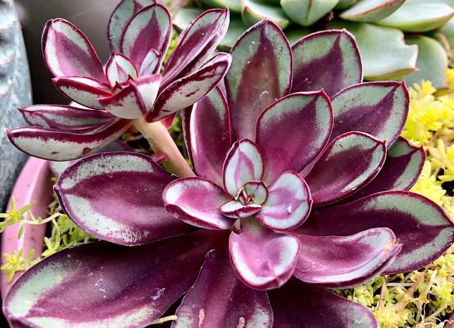 Echeveria Benitsukasa