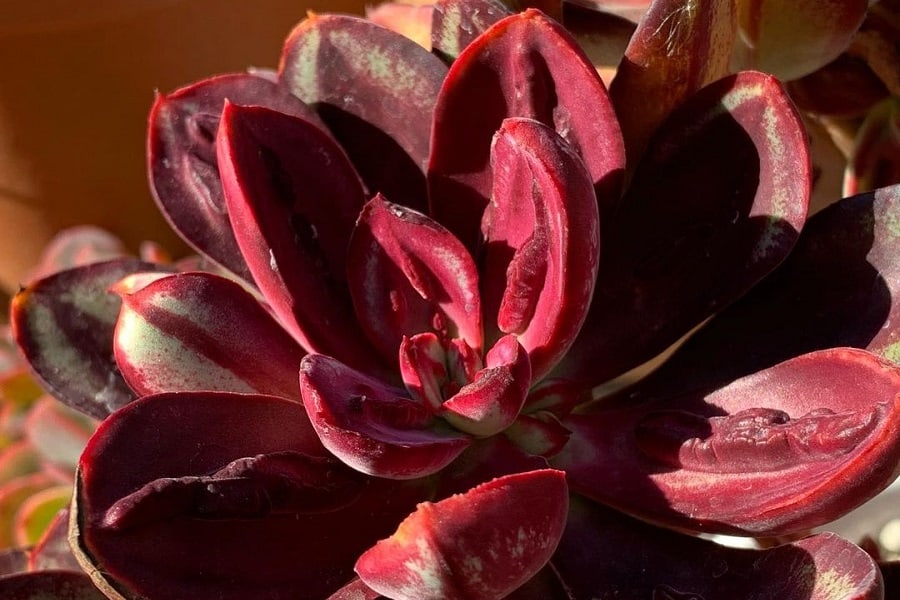 Echeveria Benitsukasa