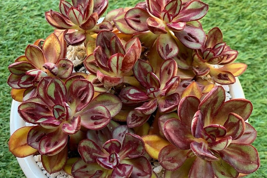 Echeveria Benitsukasa