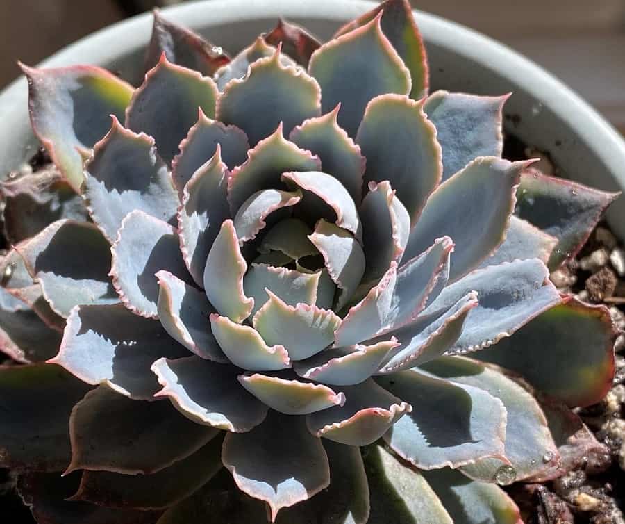 Echeveria Blue Heron