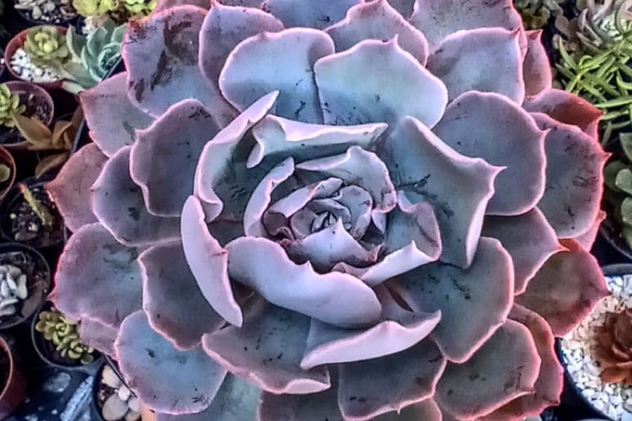 Echeveria Blue Heron