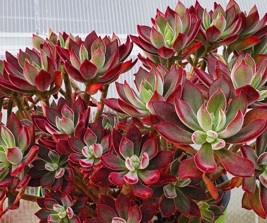 Echeveria Devotion