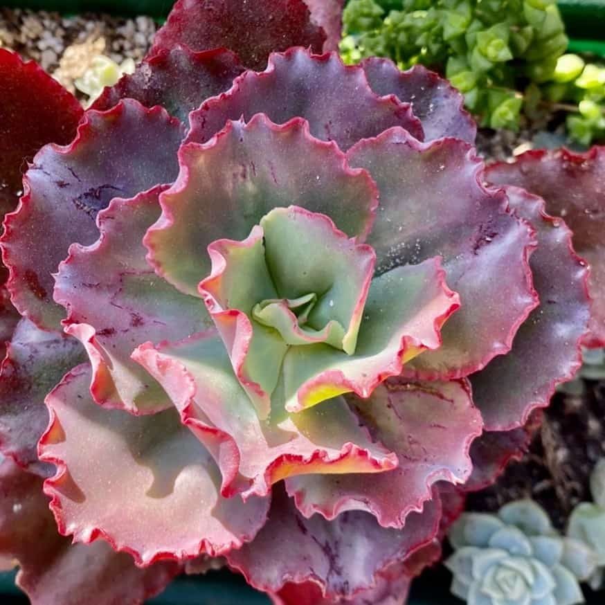 Echeveria Dicks Pink